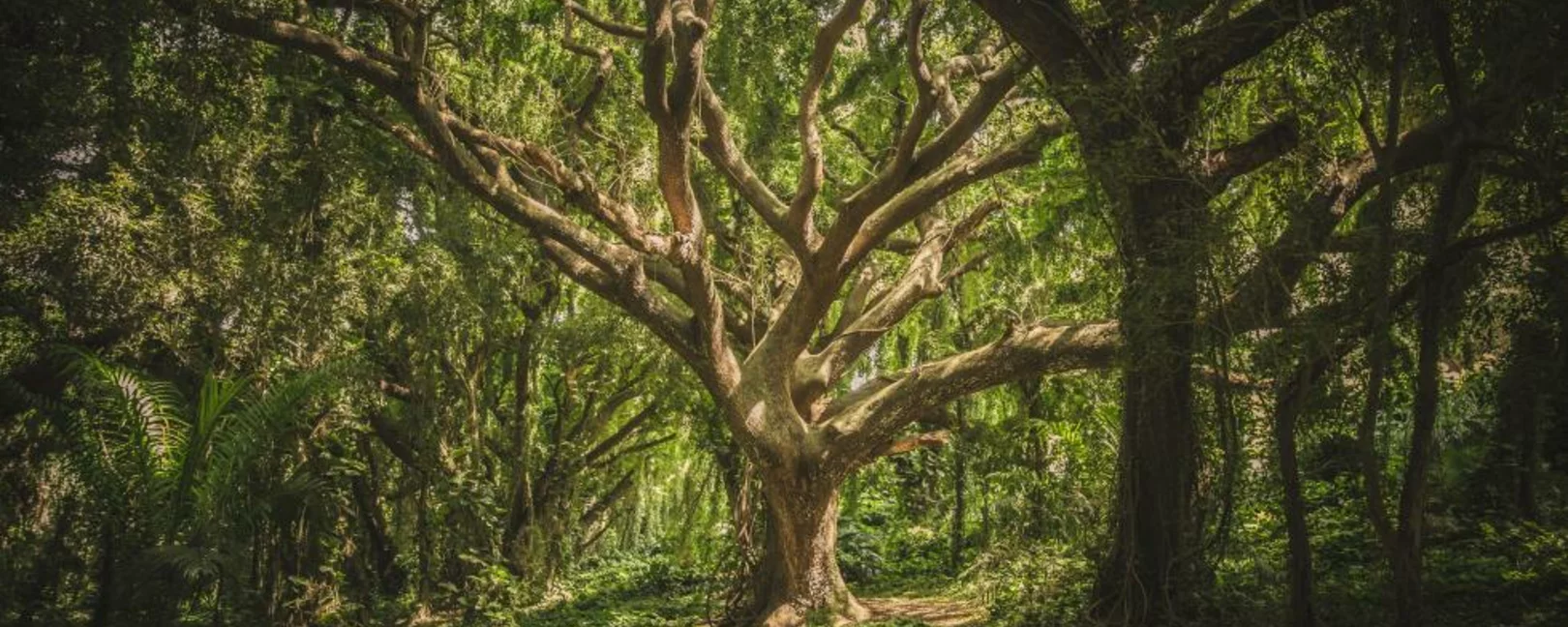 »Mother Nature VS Geoengineering«